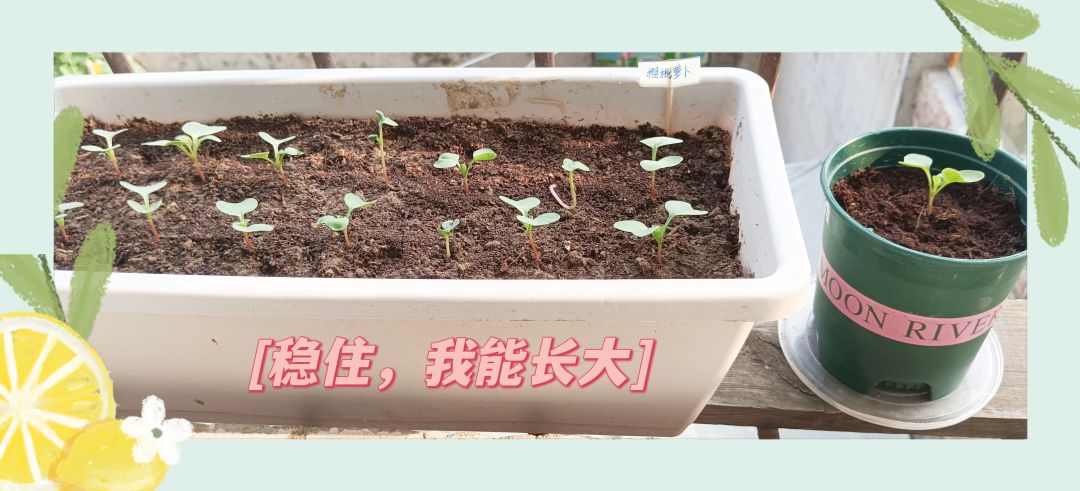 入秋后种下的樱桃萝卜 2
