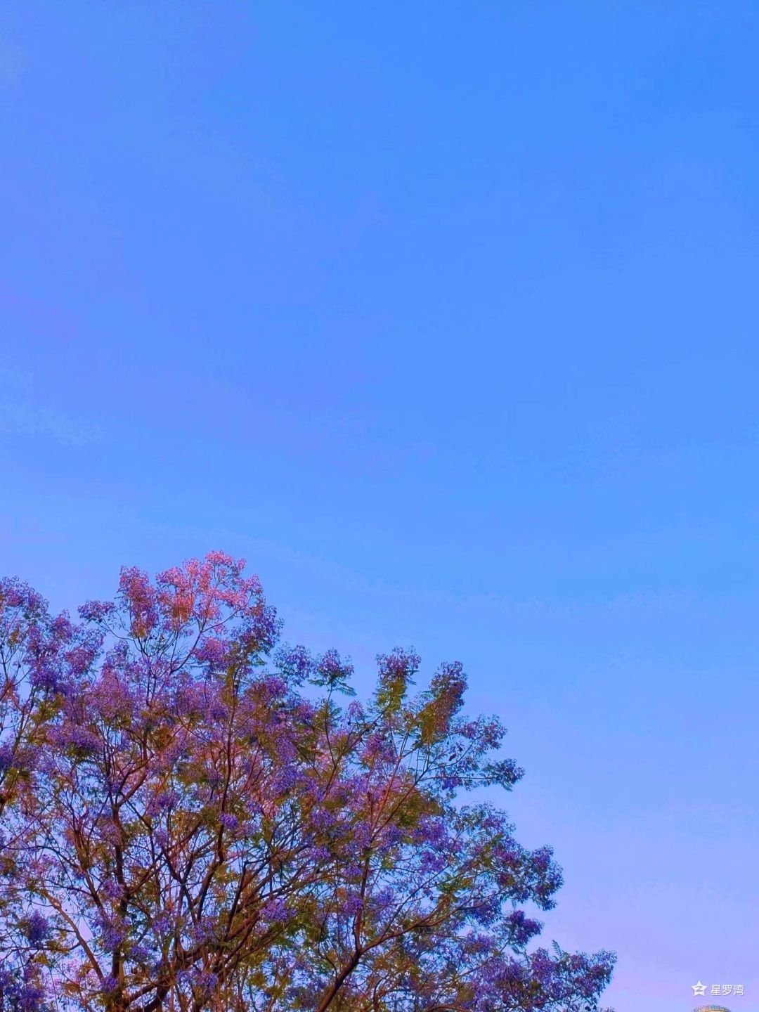 开心抽到蓝花楹 3