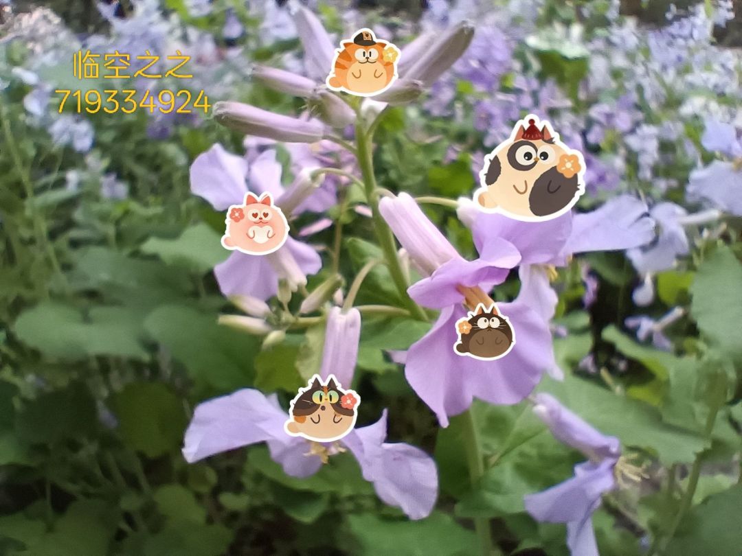 太可爱啦 1