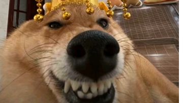 阵容搭配攻略（从萌新到大佬）