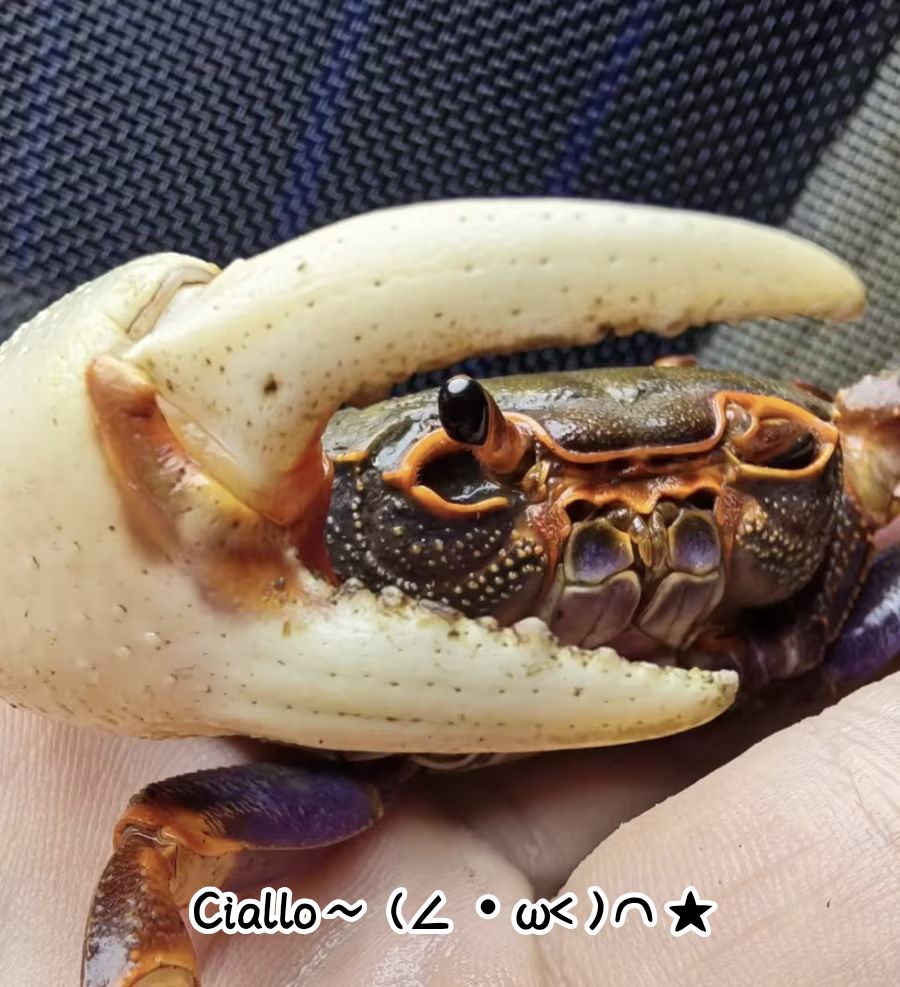 零氪屯屯鼠一百六十六天打卡S2赛季四十五天 3