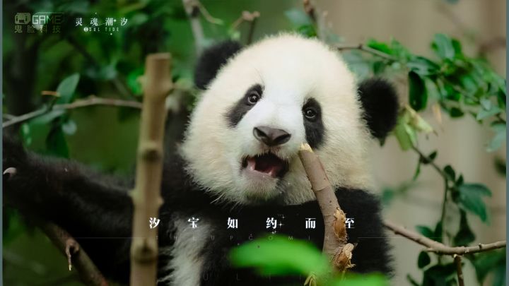 今日官宣!《灵魂潮汐》认养大熊猫汐宝!!!截图