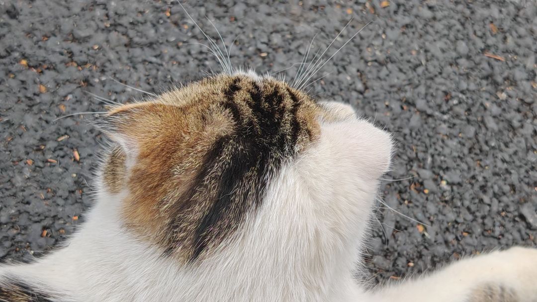 猫界也有如此美丽的哈基米😍 2