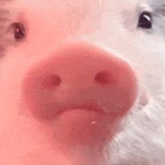 什么都抢不到，只能等公测了。截图