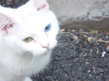 同人文中各魔女的现状