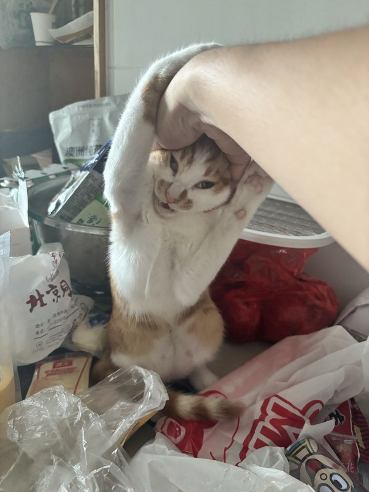 问题收集贴截图