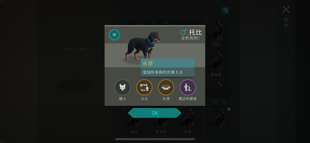 柯基毕业了 2