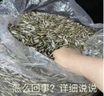 tap是不是把老编辑都换了? 1
