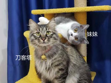 动物公司里真的有小动物哦~~