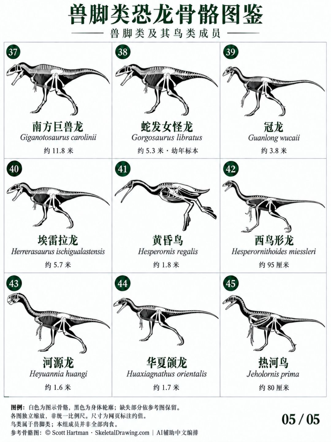 稀有兽脚类恐龙骨骼图鉴,颠覆认知! 5