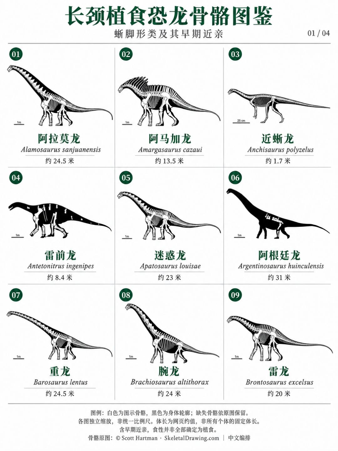 长颈植食恐龙骨骼图鉴,你认得几个? 1
