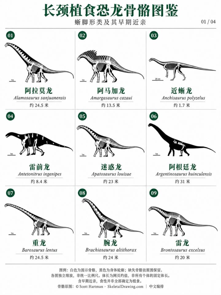 长颈植食恐龙骨骼图鉴,你认得几个?截图