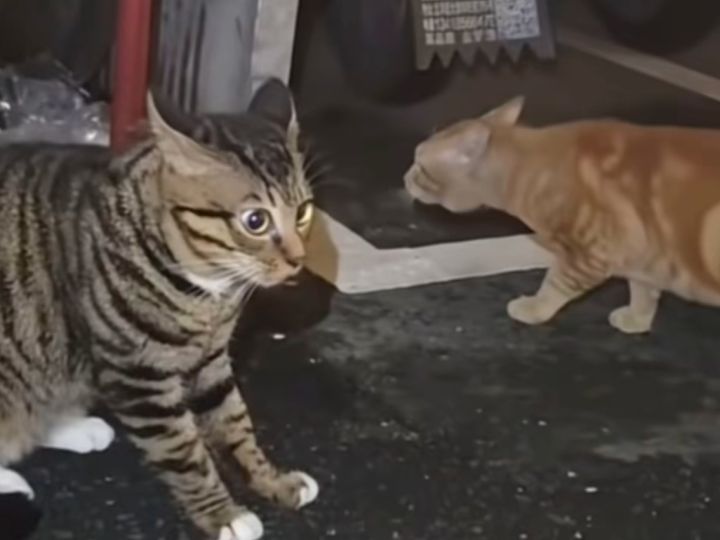 求解答截图