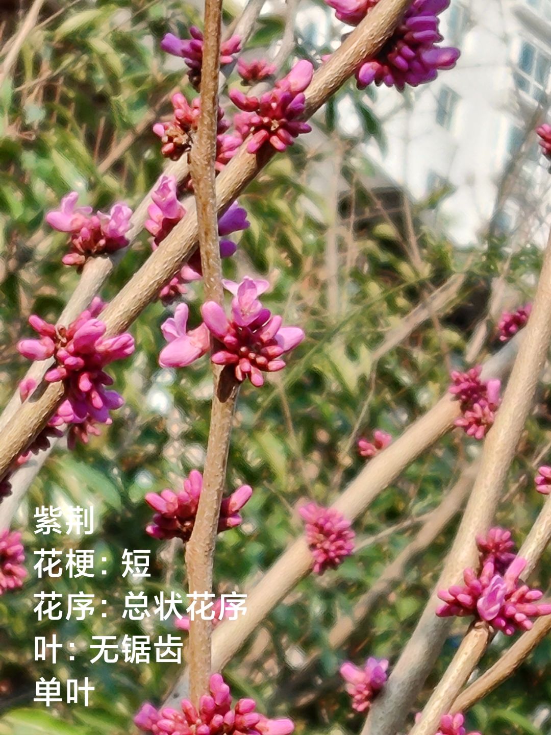 拍照活动 1