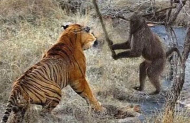 虎先锋！截图