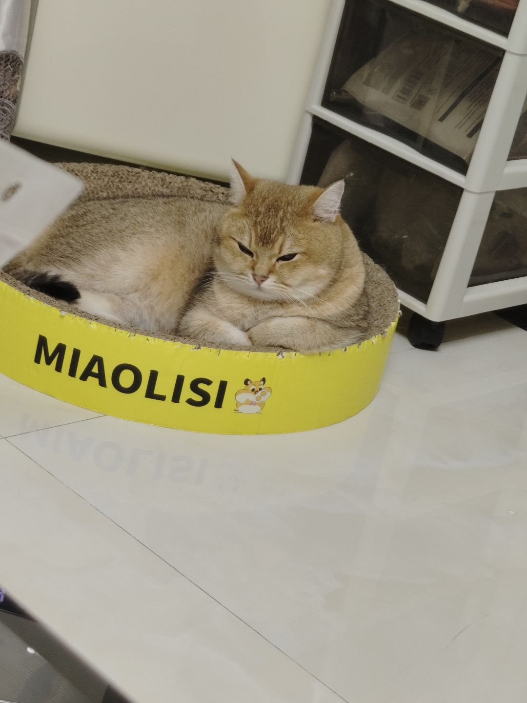 有没有人想来偷猫啊 4