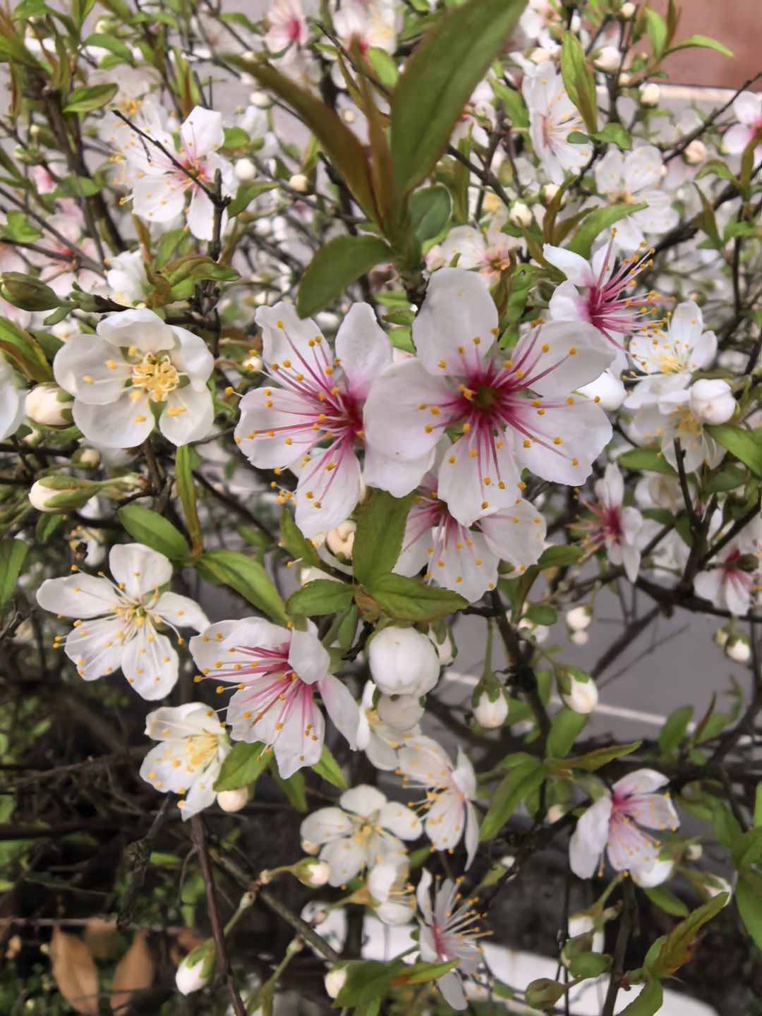花 1