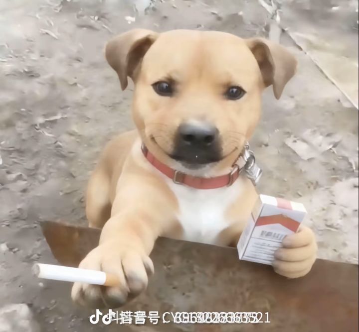 三阶制符师怎么获得?截图