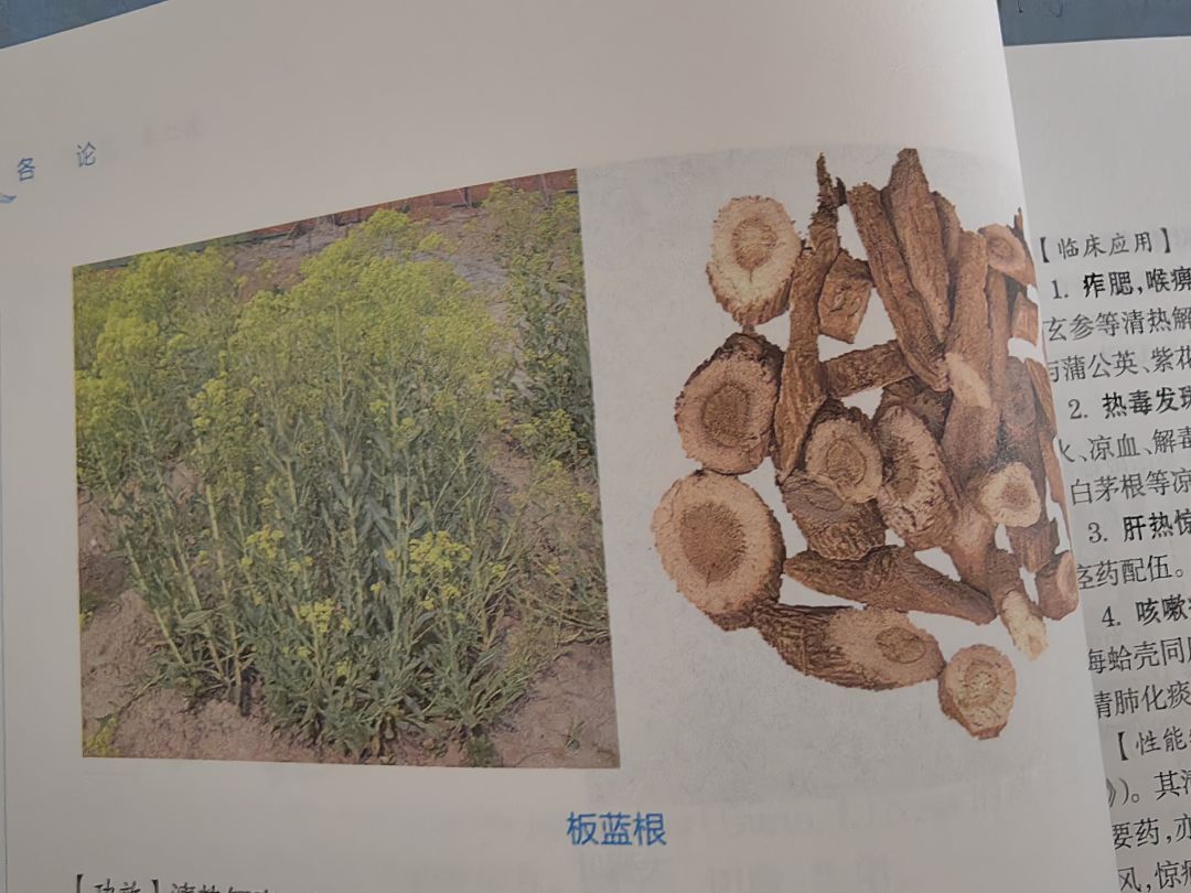 青黛是三清喵 2