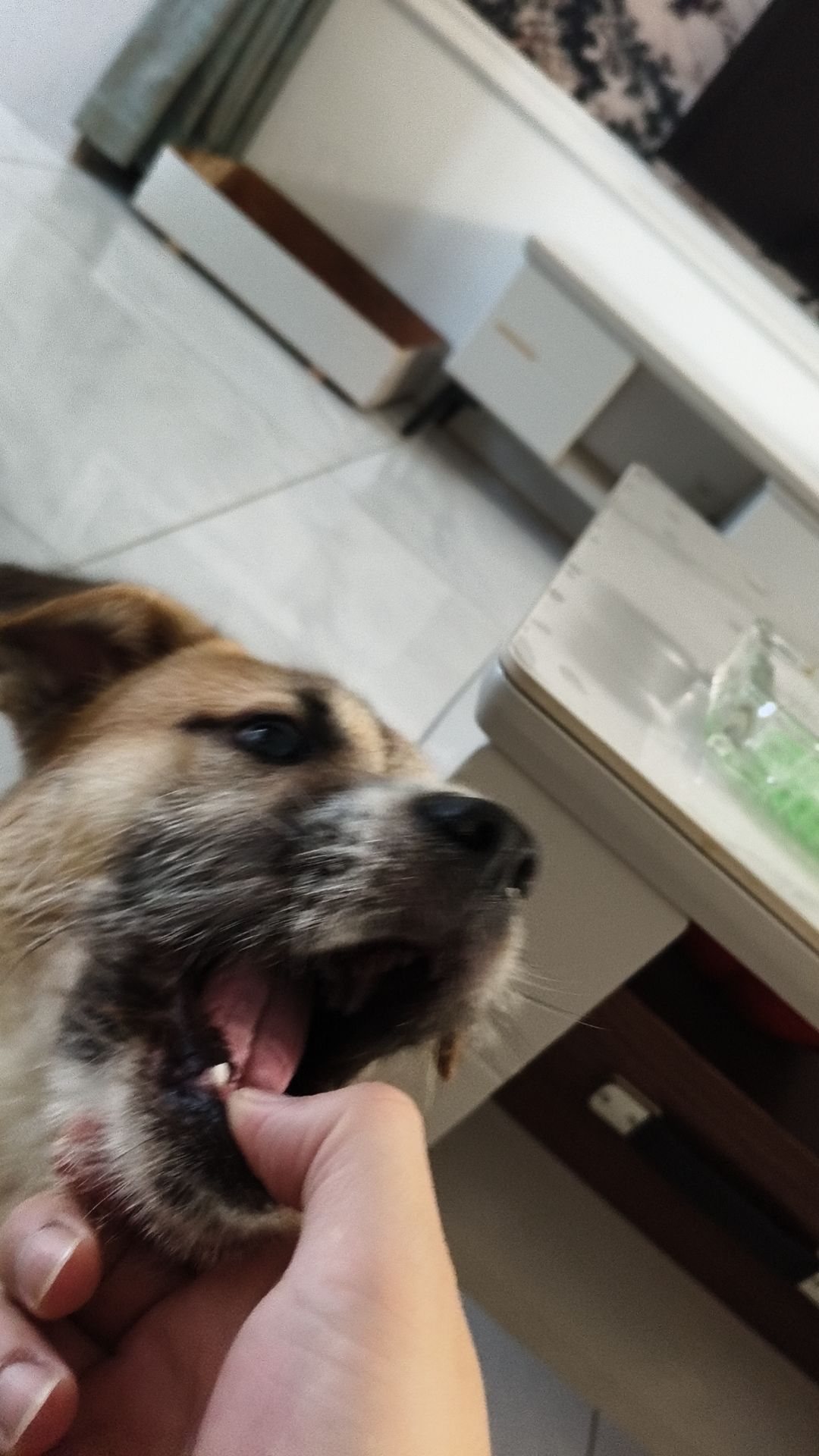 新手踩坑可能性避免贴(爱犬镇楼) 2