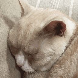 问大家几个问题吧截图