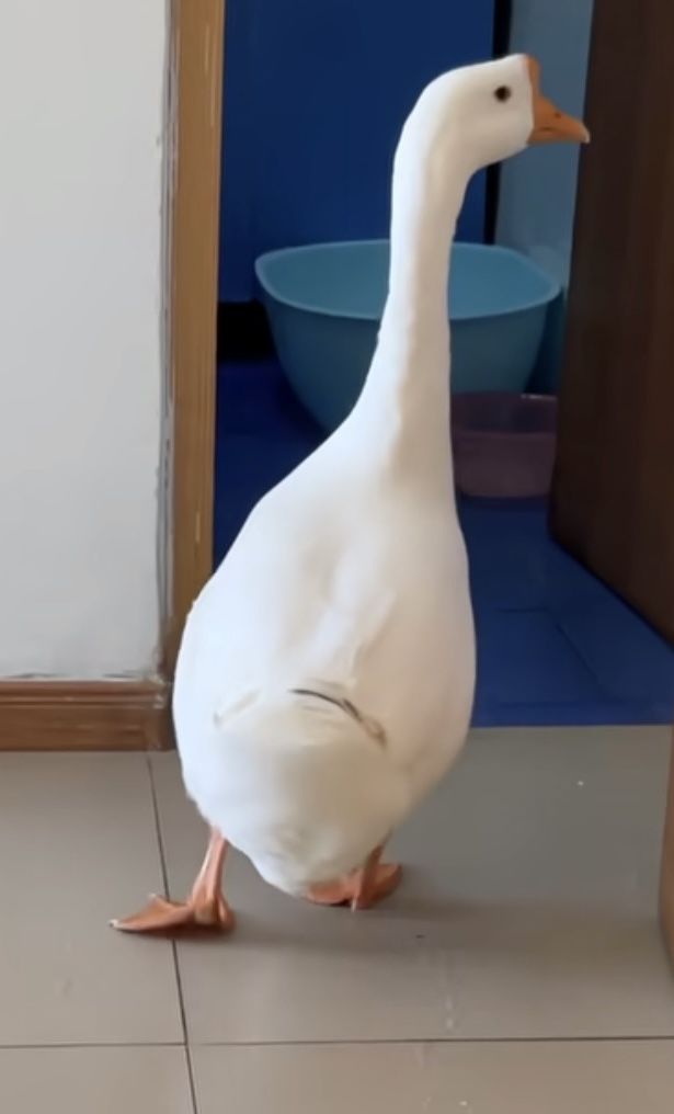 关于王石掉落的疑问 1