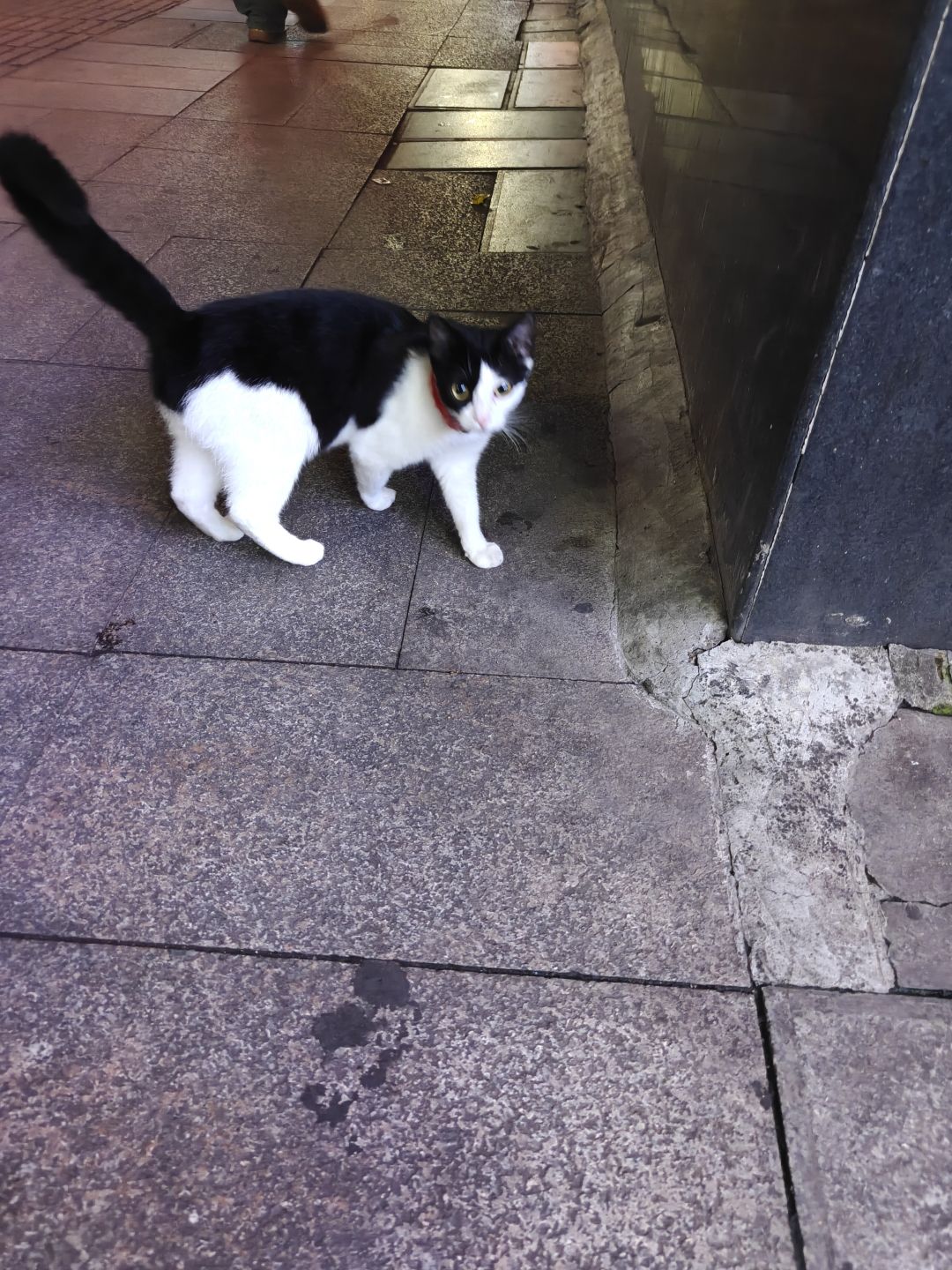 发现丑猫一只 1