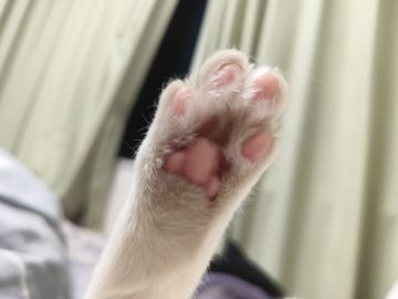 官方有考虑过出永生主控来圈钱吗