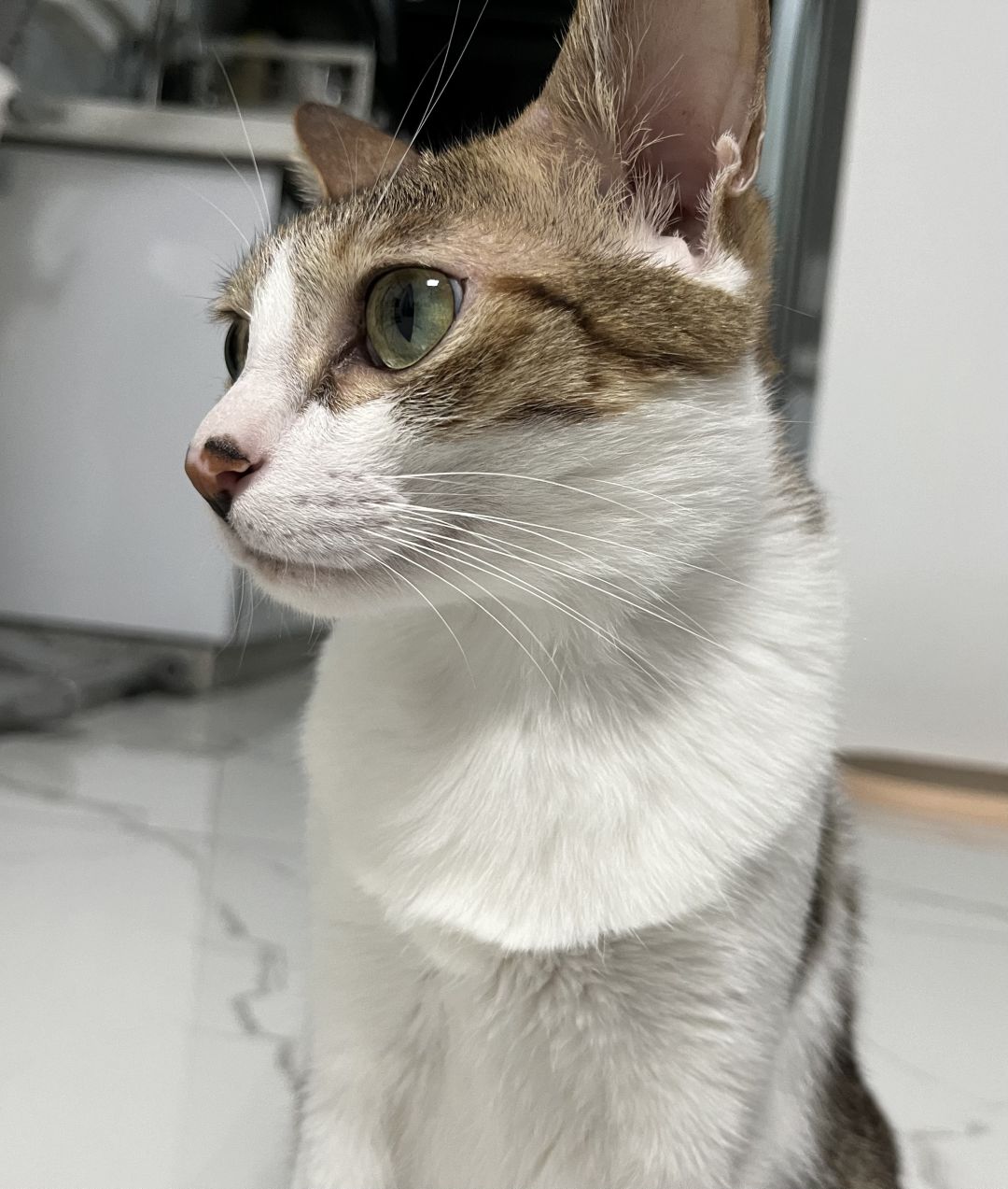最强麒麟猫财财出列！ 3