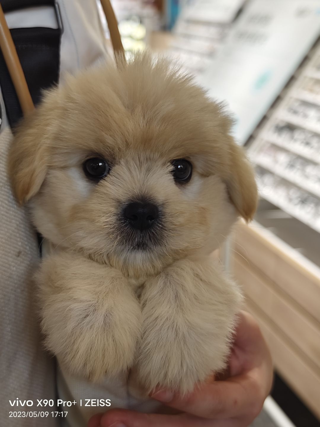 来咯来咯,萌新邀请码,小狗狗镇楼 1