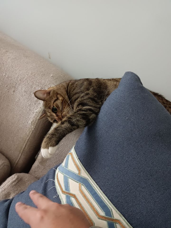 猫猫都等不及了截图