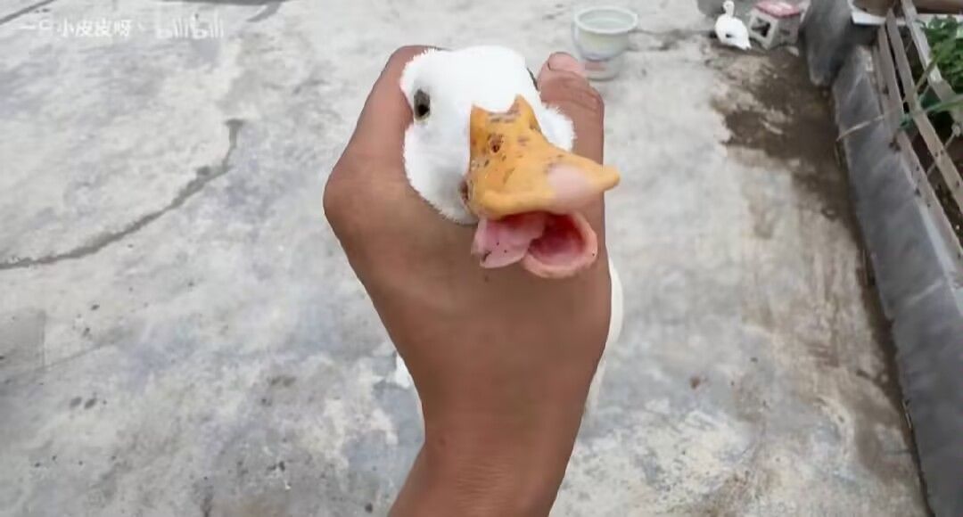 时不时闪退 1