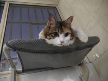 五行师玉虚宫通用卡组，收集的论坛大佬的方便新人使用