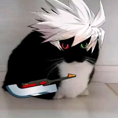 请问谁有这只黑猫的原图 1