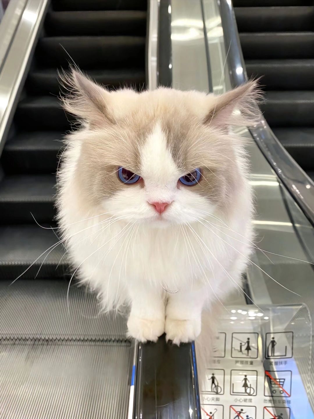 偶遇一只黏人的小猫咪,是时候拥有一只猫了 6