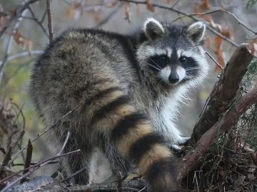 【脑嗨】自制地图城市
