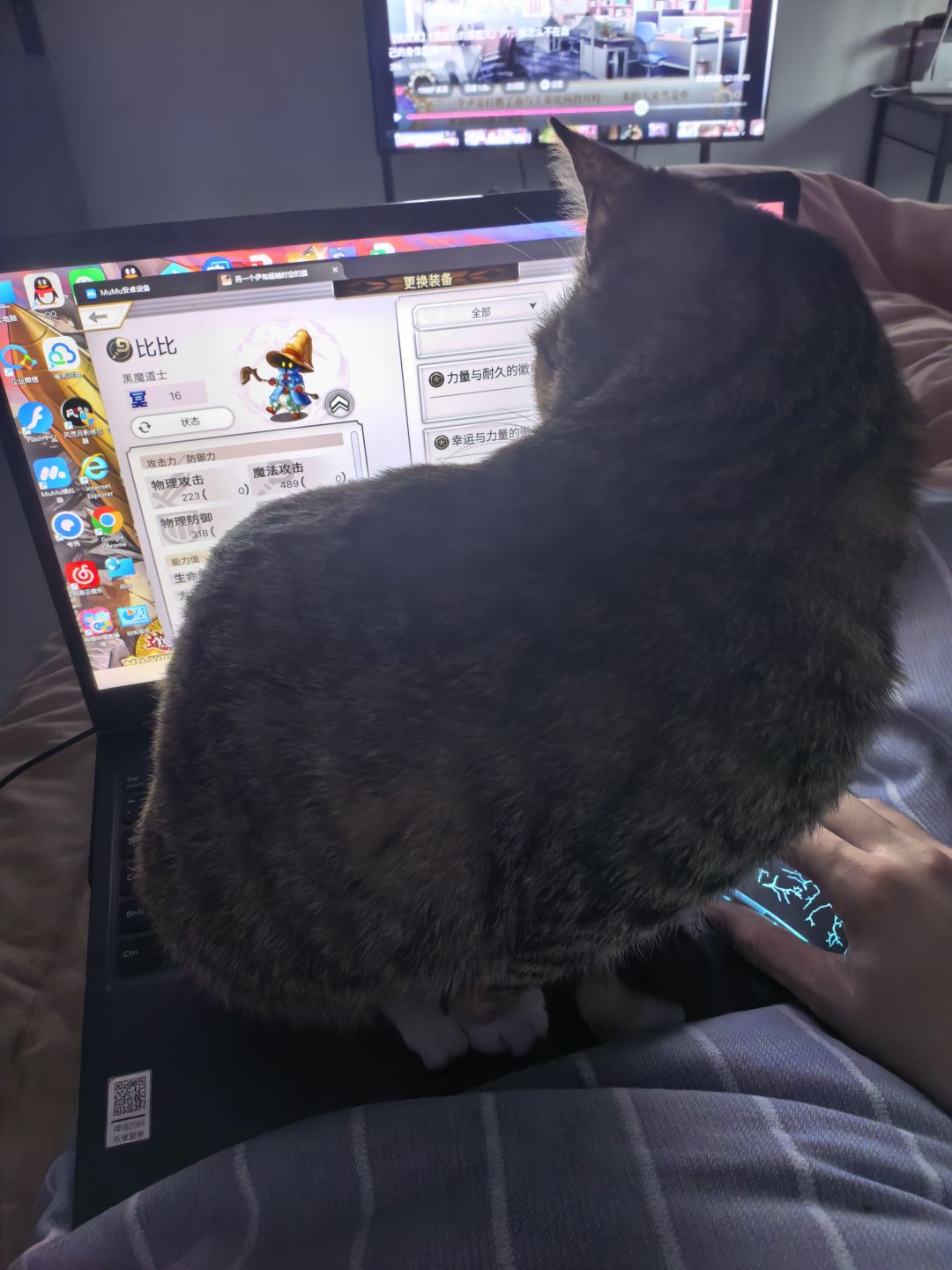 猫游和猫 3