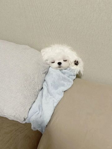 商城考虑出新道具吗