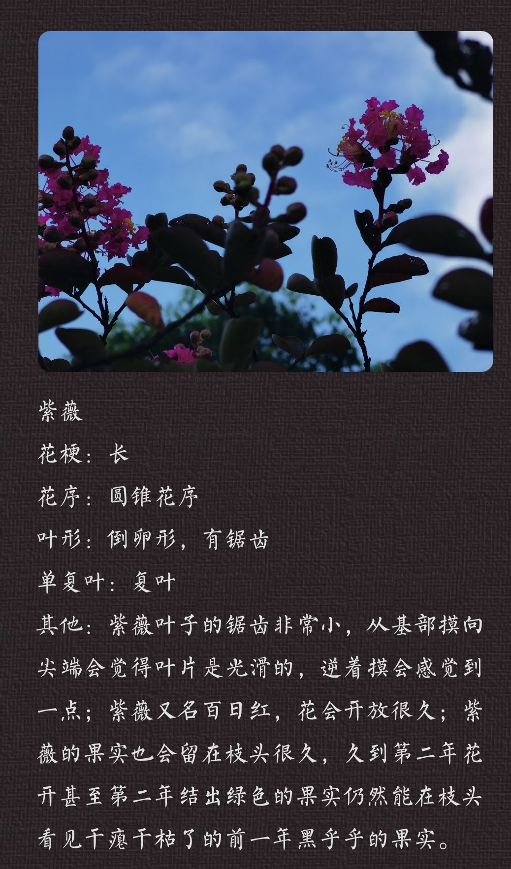 妙手拍花😺 3