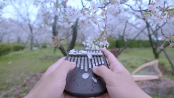 小光分享｜用乐声铭记花开的季节