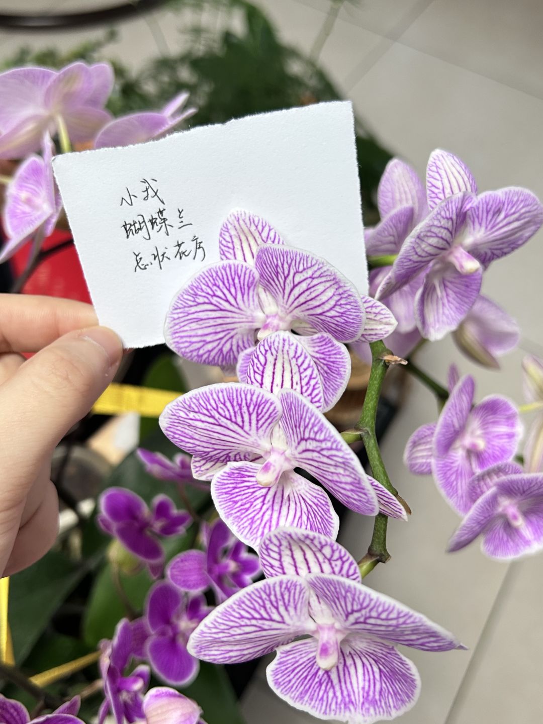 六周年庆活动 花与叶💐 3