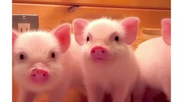 看过此攻略猪也会变成高手