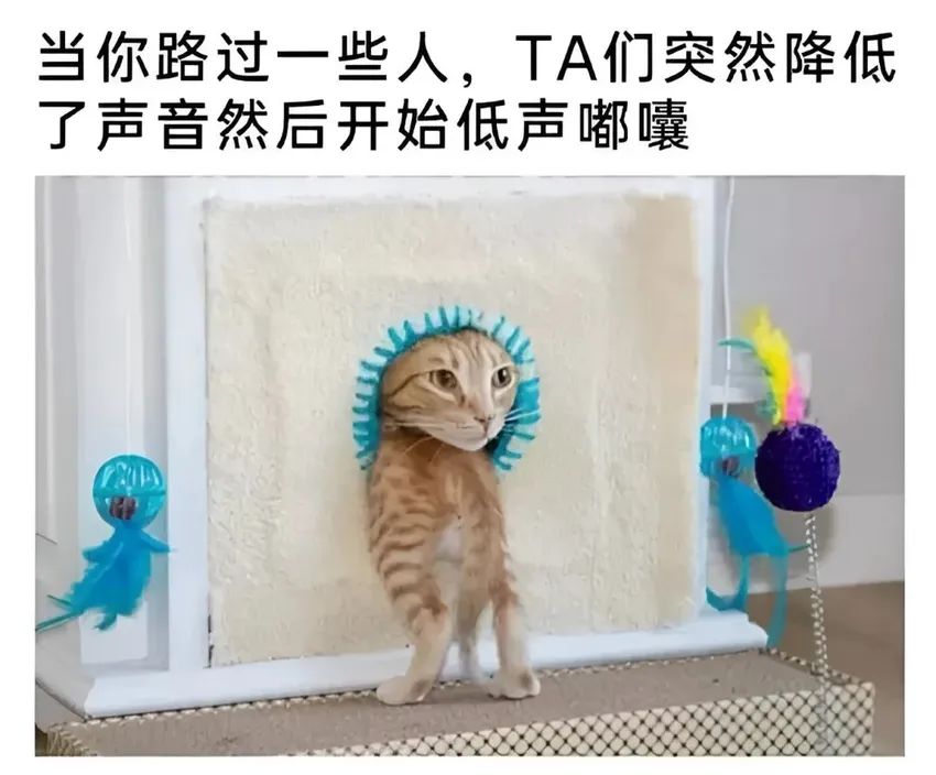 ✨今日份梗图分享第八十一期✨ 3