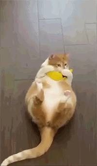 动态图片 7
