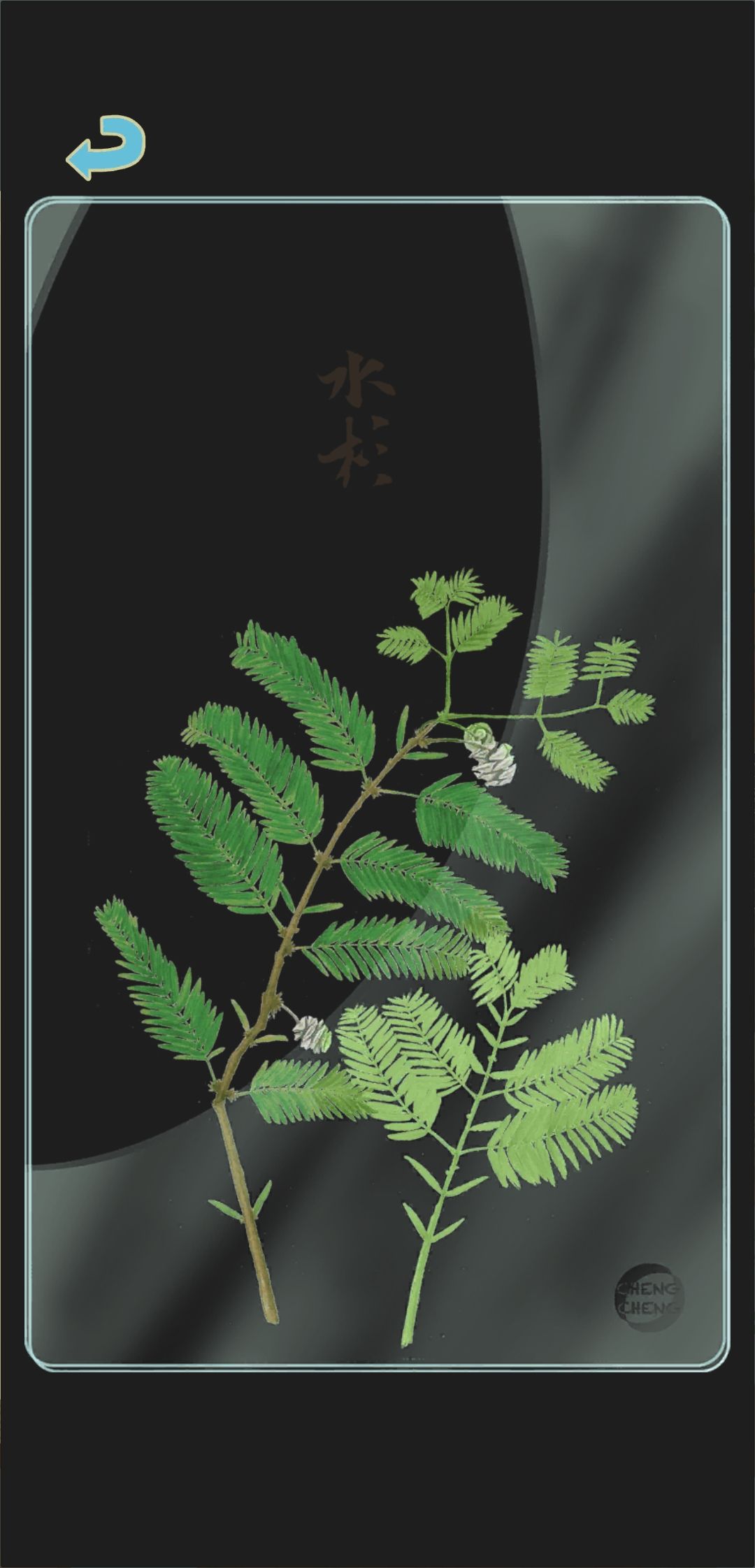 夏季树种透卡2 2