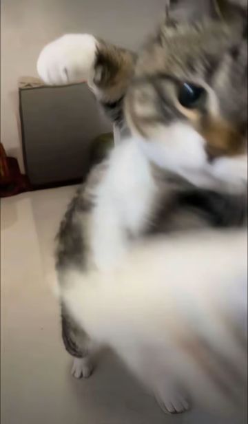 不充钱你玩密码呢