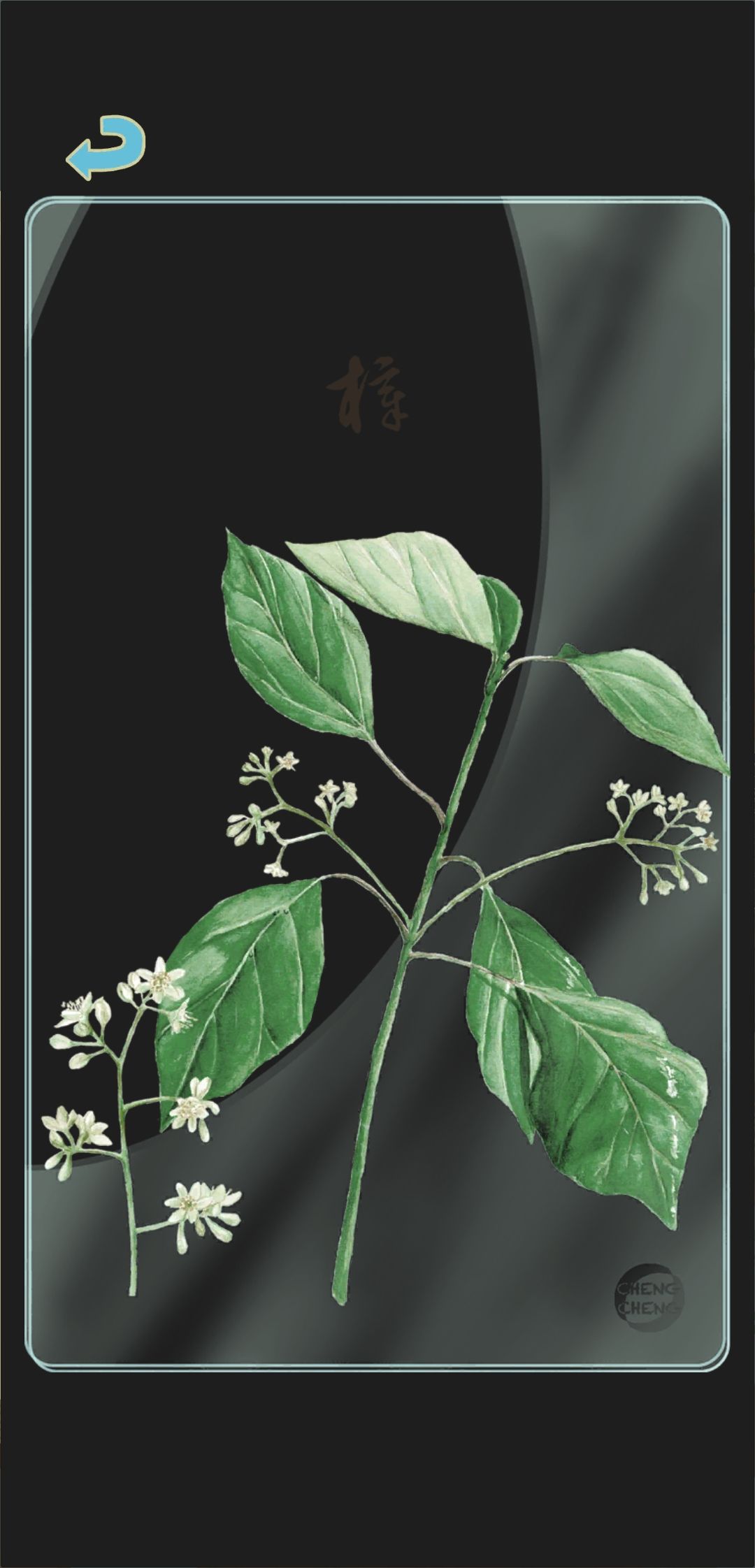 冬季树种透卡1 1