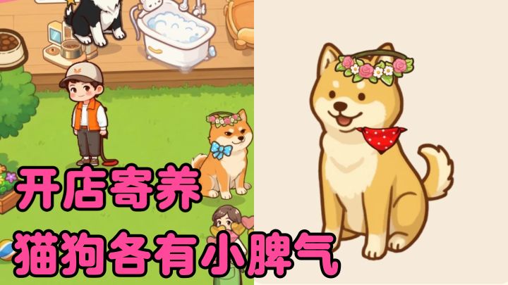 二哈疯狂拆家，猫咪聚众打架，这店我想开又想关截图