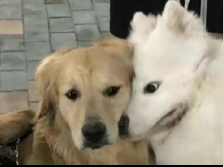 问下手游没有喜结良缘的mod是没办法结婚生子的吧截图