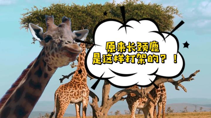 当我长出了300米长的脖子,阁下该如何应对?截图